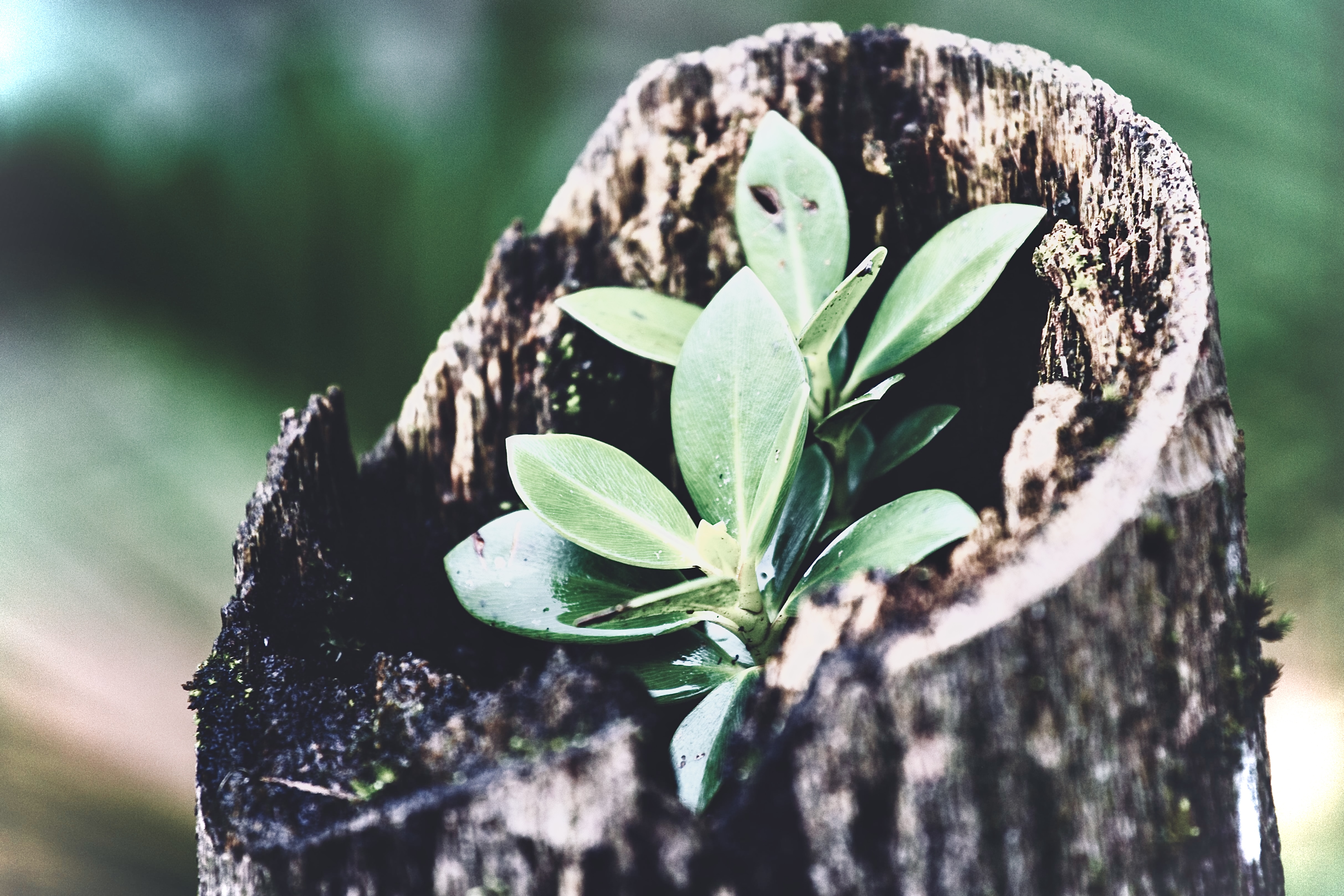Glossary Eco Foundation: Екологічні цінності. Екологічні дії